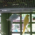 Parakeets 001