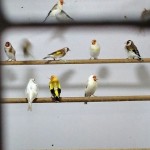 Siberian Gold Finches