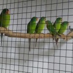 Swift Parakeets