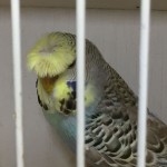 Crested Budgie