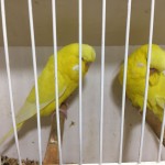 Latino Budgies