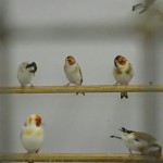 Siberian Mutation Goldfinches