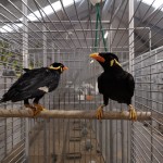 Greater Hill Mynah's