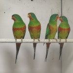 Red-fronted Swift Parakeets