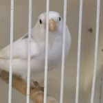 White Bullfinch