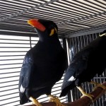 Greater Hill Mynah Birds