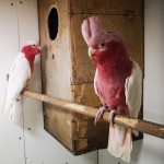 Lutino Galahs