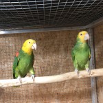 Double Yellow-Headed Amazons