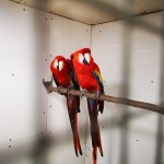 Scarlet Macaws