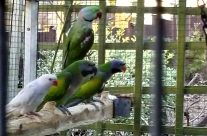 Various Coloured POWs